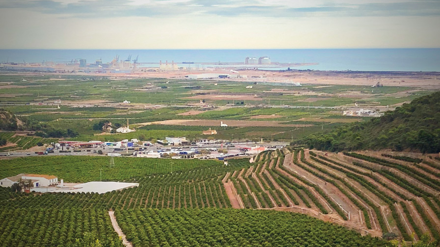 Vista aérea de nuestros campos de cultivo - Tradición agrícola con cultivos organizados en hileras sistemáticas