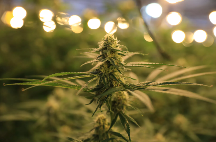 Planta de cannabis en floración - Detalle de cogollo maduro con tricomas desarrollados bajo iluminación profesional