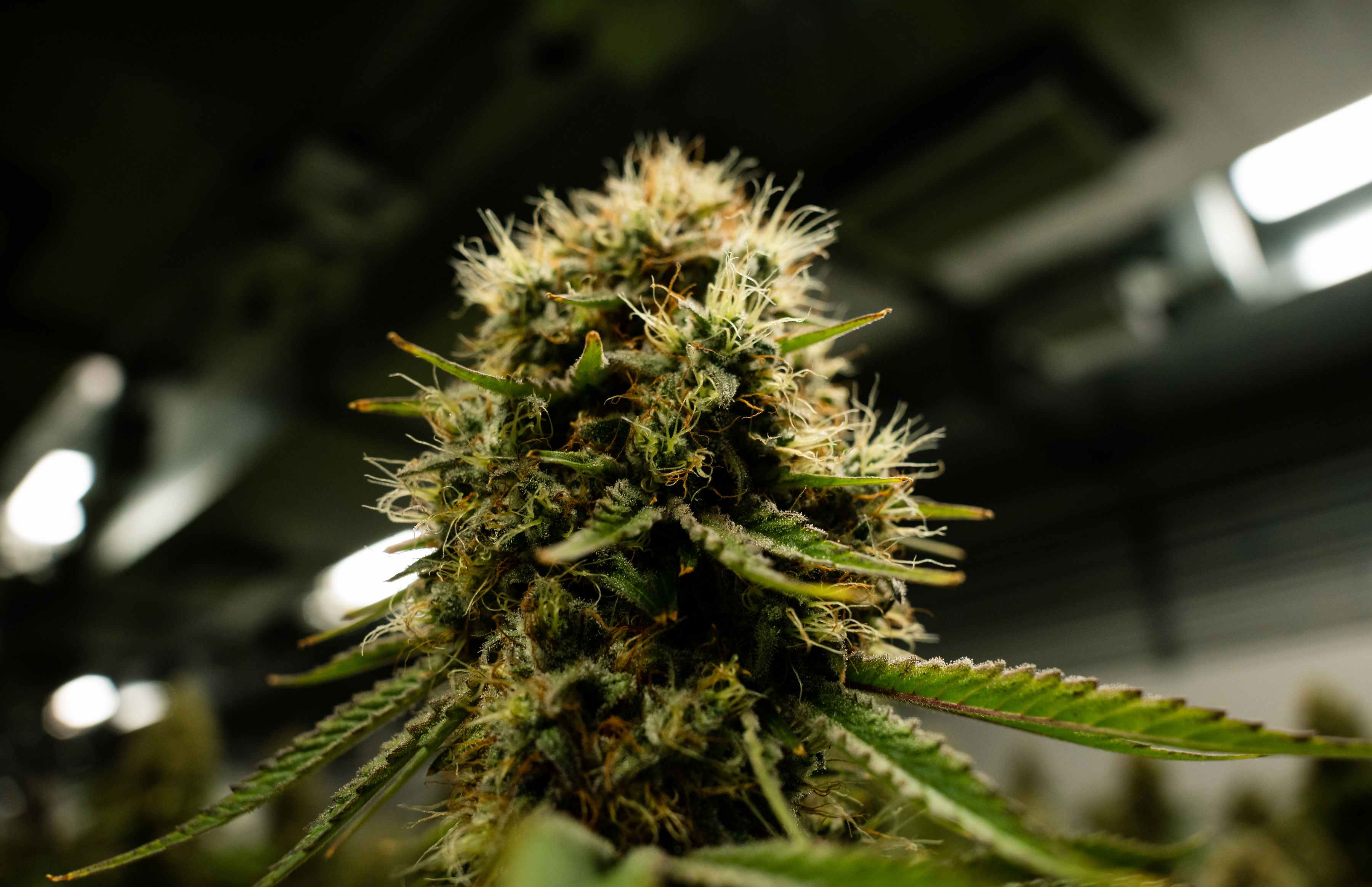 Cogollo de CBD premium con tricomas visibles - Flor de alta calidad lista para distribución mayorista