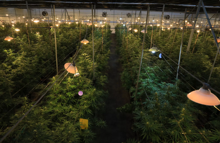 Instalaciones profesionales de cultivo interior - Vista aérea de plantas de CBD bajo iluminación LED controlada en invernadero profesional