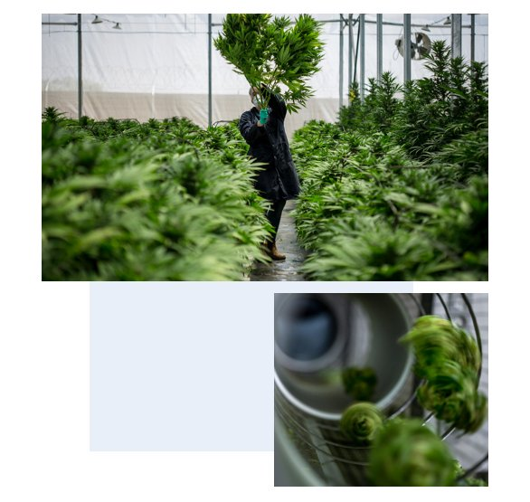 Instalaciones de almacenamiento y secado - Trabajador manejando plantas de CBD en instalaciones controladas